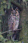 northern long-eared owl