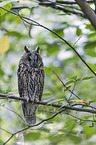 Long-eared Owl