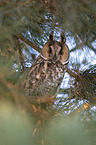 northern long-eared owl