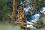 northern long-eared owl