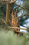 northern long-eared owl