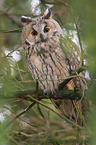 northern long-eared owl