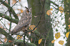 northern long-eared owl