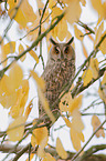 northern long-eared owl