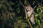 northern long-eared owl