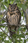 northern long-eared owl
