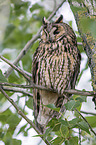 northern long-eared owl