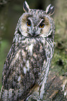 northern long-eared owl