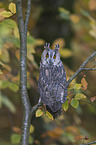 northern long-eared owl