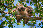 2 young northern long-eared owls