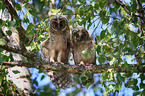 2 young northern long-eared owls