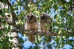 2 young northern long-eared owls