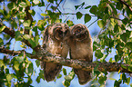 2 young northern long-eared owls