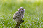 northern long-eared owl