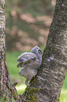 northern long-eared owl