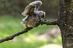 northern long-eared owl