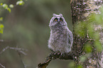 northern long-eared owl