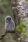 northern long-eared owl