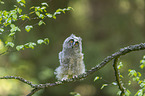 northern long-eared owl