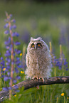 northern long-eared owl