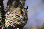 Long-eared Owl