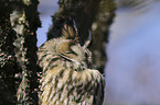 Long-eared Owl portrait