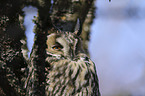 Long-eared Owl portrait