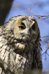 Long-eared Owl portrait