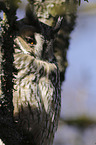 Long-eared Owl