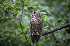 sitting Long-eared Owl