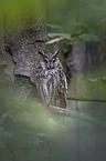 sitting Long-eared Owl