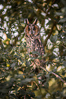 northern long-eared owl