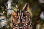 northern long-eared owl