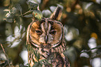 northern long-eared owl