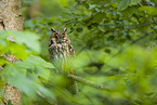 northern long-eared owl