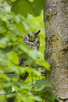 northern long-eared owl