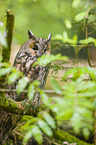 northern long-eared owl