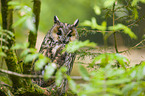 northern long-eared owl