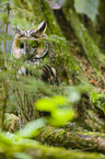 northern long-eared owl