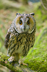 northern long-eared owl