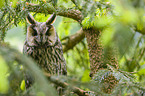 northern long-eared owl