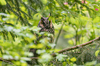 northern long-eared owl