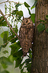 northern long-eared owl