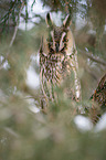 long-eared owl