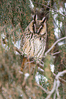 long-eared owl