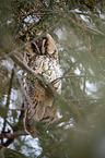 long-eared owl