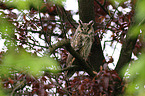 Long-eared Owl