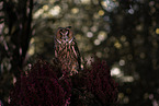 northern long-earedowl