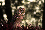 northern long-earedowl