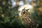 northern long-earedowl